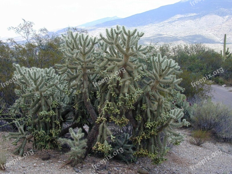 Cylindropuntia Bigelovii Cholla Major De Oso Golden Spined Jumping Cholla Teddy Bear Cactus