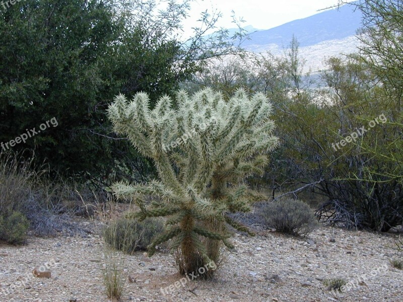 Cylindropuntia Bigelovii Cholla Major De Oso Golden Spined Jumping Cholla Teddy Bear Cactus