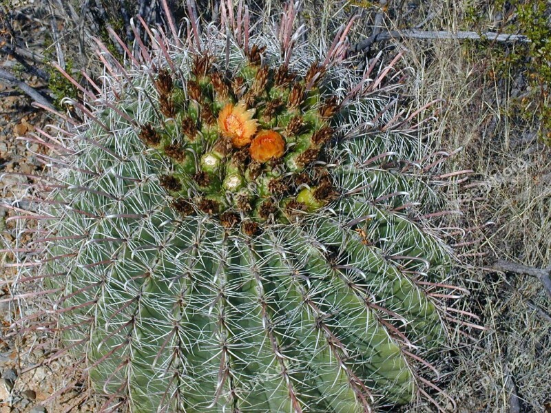 Steno Cactus Cactus Blossom Cactus Prickly Free Photos