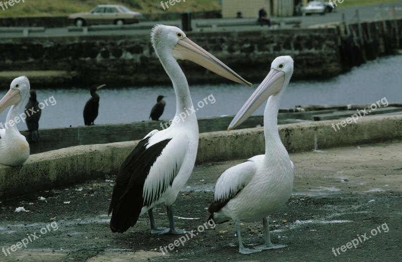 Glasses Pelicans Pelikan Pelicans Pelecanidae Pelecanus