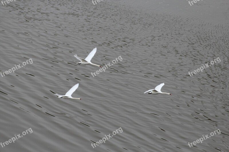 Swans Formation Flight Swan Animal Animals