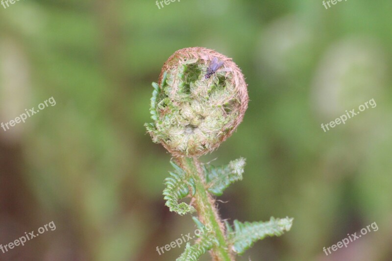 Fern Fern Bud Fly Close Up Free Photos