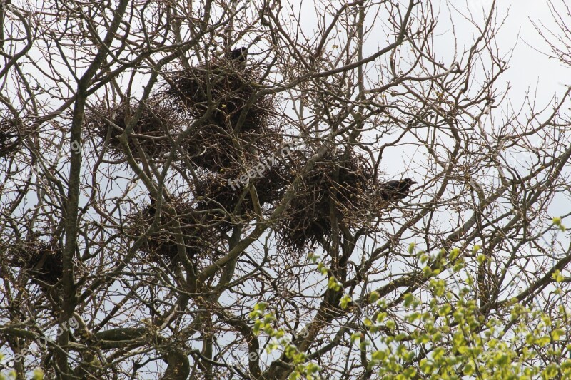 Crow Crow's Nests Birds Corvidae Dig