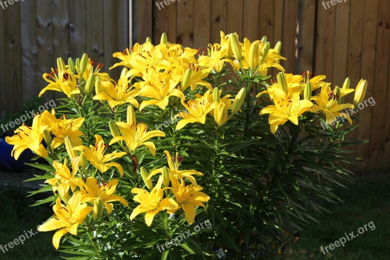 Lilies Flower Plant Flowers Yellow