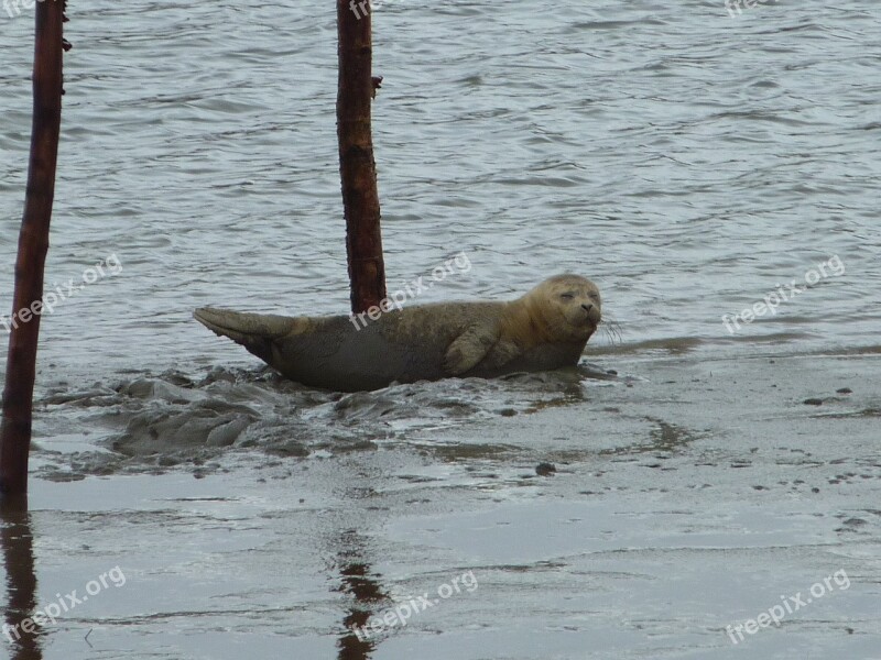 Seal North Sea Robbe Free Photos