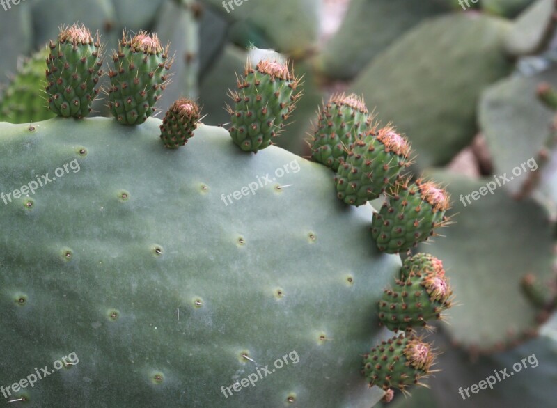 Prickly Pear Cactus Flower Cactus Stem Spur