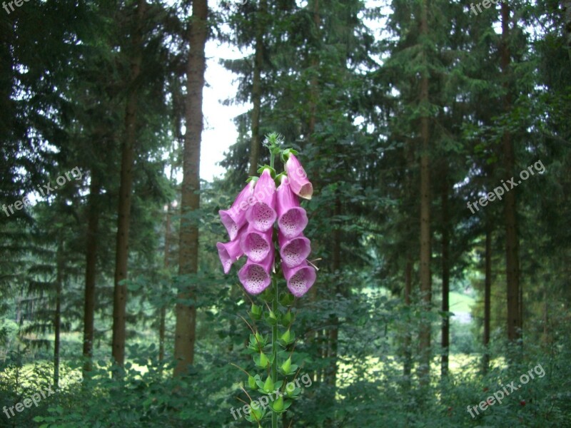 Thimble Red Digitalis Purpurea Einseitswendige Grape Toxic