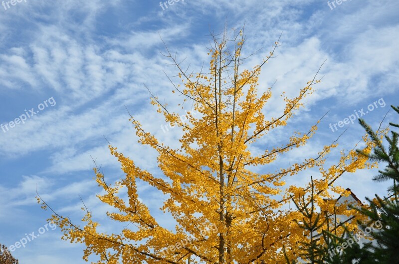 Autumn Tree Nature Sky Branch