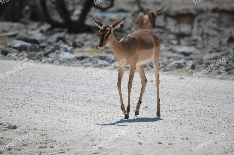 Springbok Etosha Watering Hole Antelope Safari