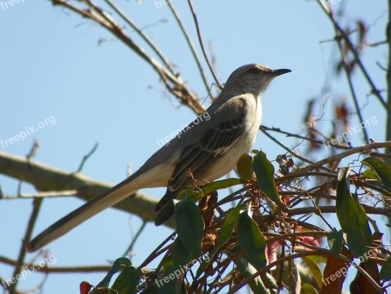 Mockingbird Bird Animal Feather Flying