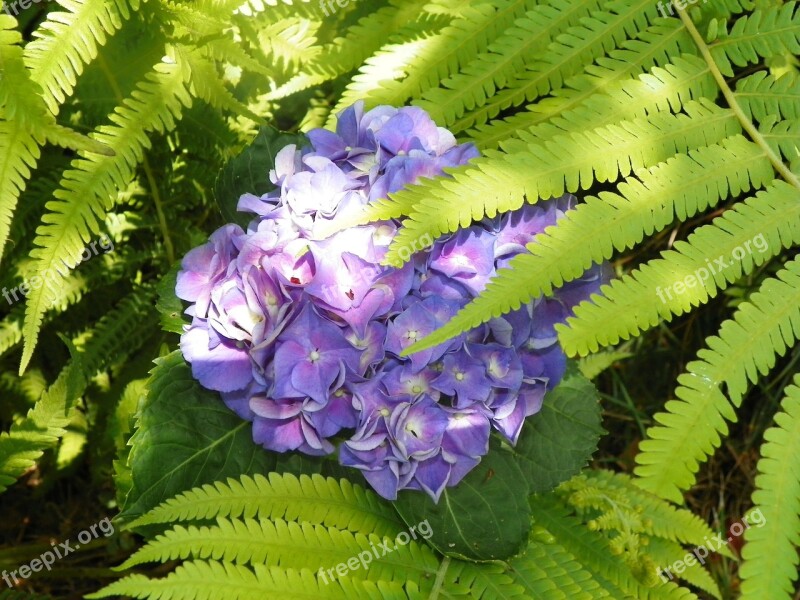 Bloom Flower Fern Flowering Plant Fern-like Leaves Hydrangea