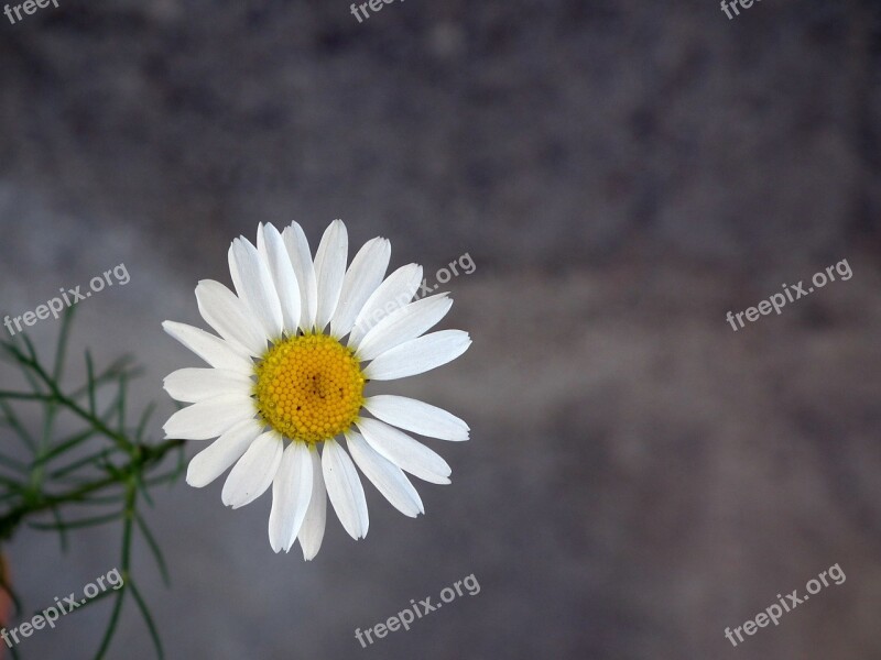 Daisy Flower White Chamomile Closeup