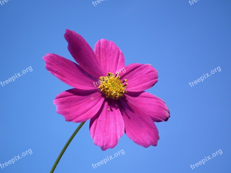 Flower Sky Pink Summer Flowers Flowers