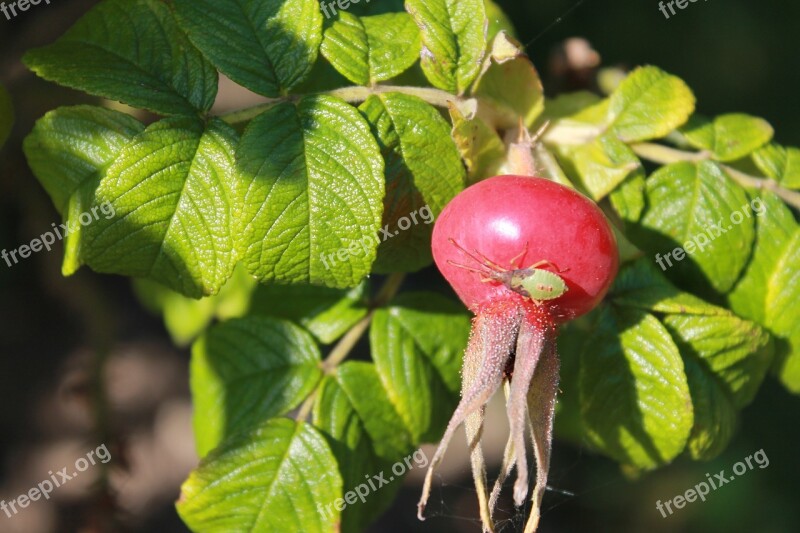 Rose Hip Berry Nature Free Photos