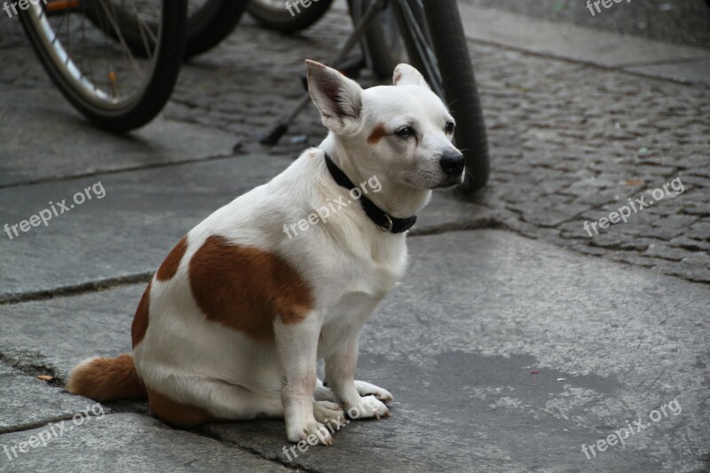 Dog Portrait Animal Portrait Dogs Spotted