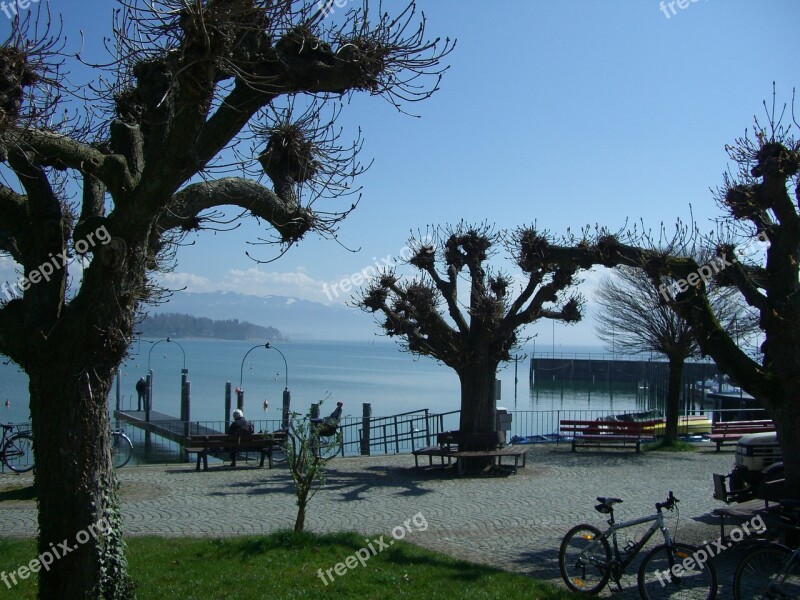 Promenade Friedrichshafen Lake Constance Plane Trees Tree