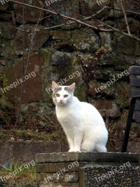 Cat Wall White Animal Eyes