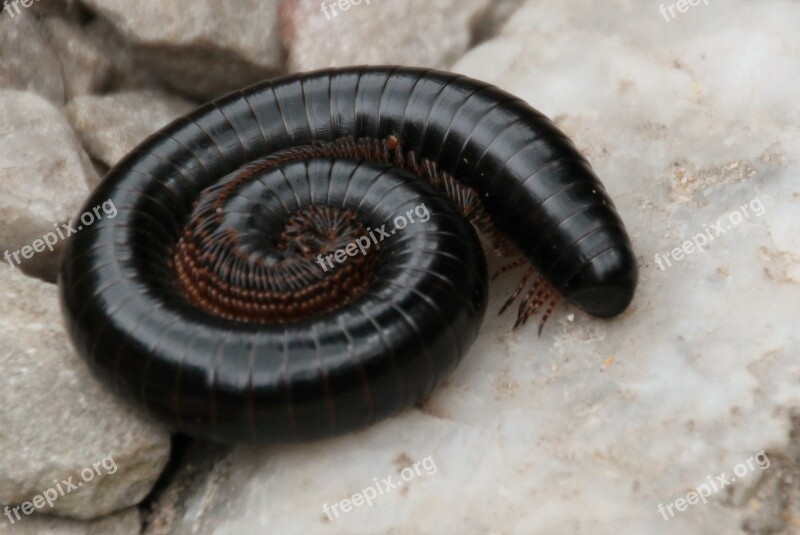 Centipede Centipedes Millipedes Arthropod Legs