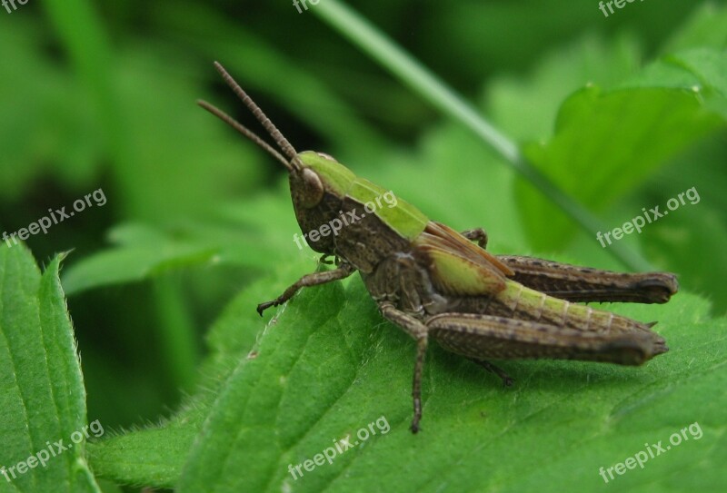 Insect Nature Macro Tettigonia Viridissima Plant