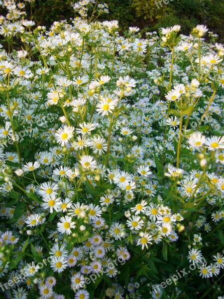 September Herb Blossom Bloom White Tender