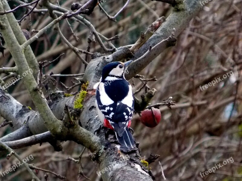 Great Spotted Woodpecker Woodpecker Bird Nature Forest Animal