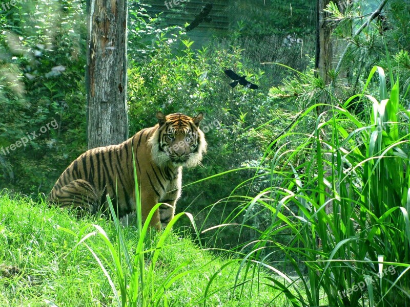 Tiger Cat Big Cat Cat Face Animal