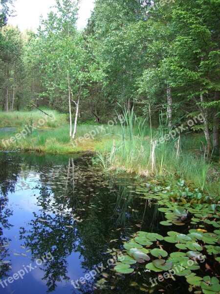 Moor Pools Birch Mirroring Free Photos