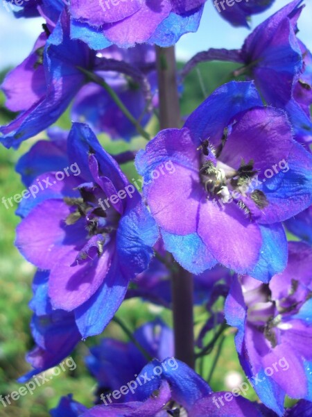 Larkspur Blossom Bloom Blue Violet Free Photos