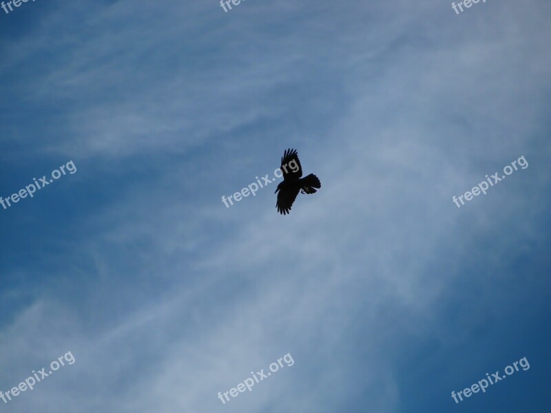 Raven Bird Birds Flight Sky