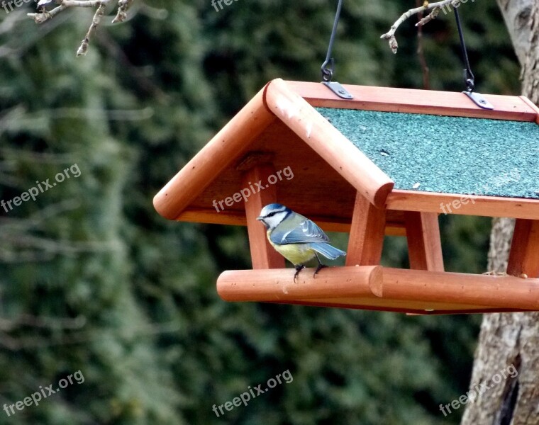 Blue Tit Tit Aviary Feeding Place Bird