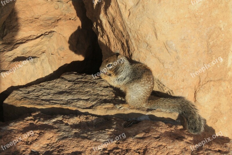 Squirrel Rock Food Free Photos