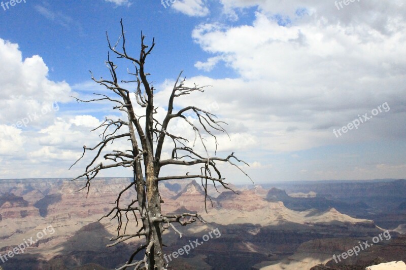 Tree Death Colorado Contrast Free Photos