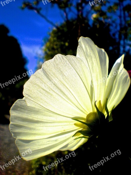 Flower White Sky Blue Garden Summer