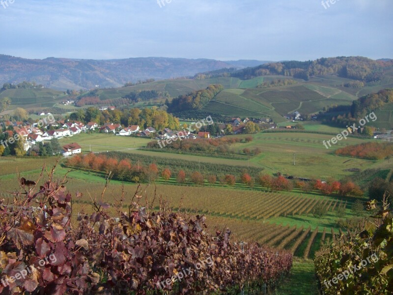 Bottenau Vineyard Wine Vines Autumn