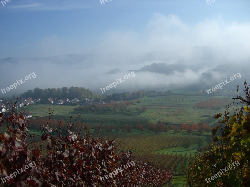 Bottenau Vineyard Autumn Fog Ortenau