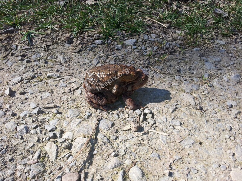 Toads Pairing Frog Animal Free Photos