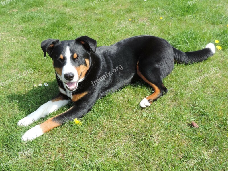 Appenzell Mountain Dog Animal Tri Color Black White