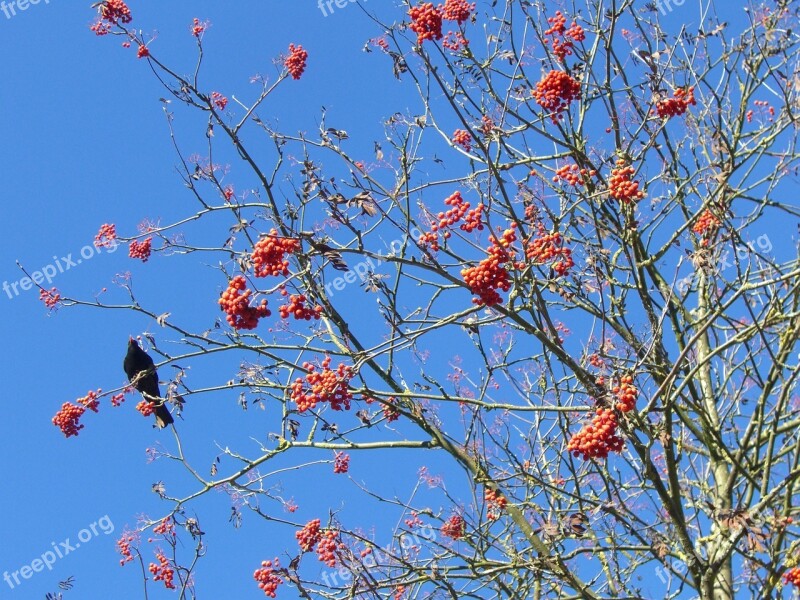 Blackbird Voghelbeerbaum Mountain Ash Sky Blue Free Photos