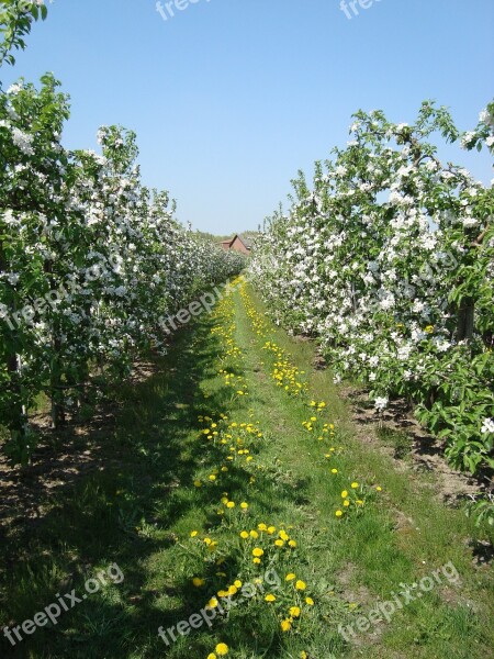 Apple Blossom Spring Apple Tree Meadow Free Photos