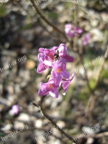 Daphne Flower Spring Toxic Branch