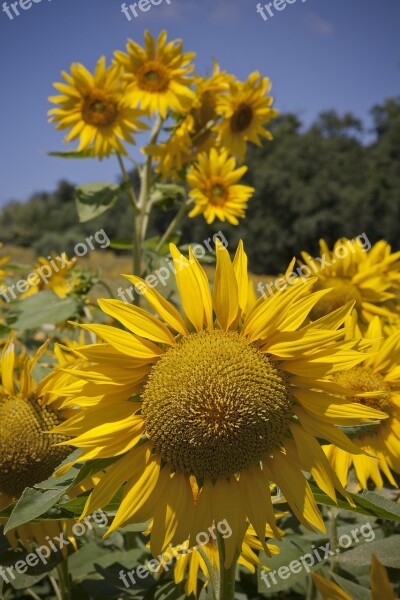 Sunflower Sunny Landscape Spring Free Photos