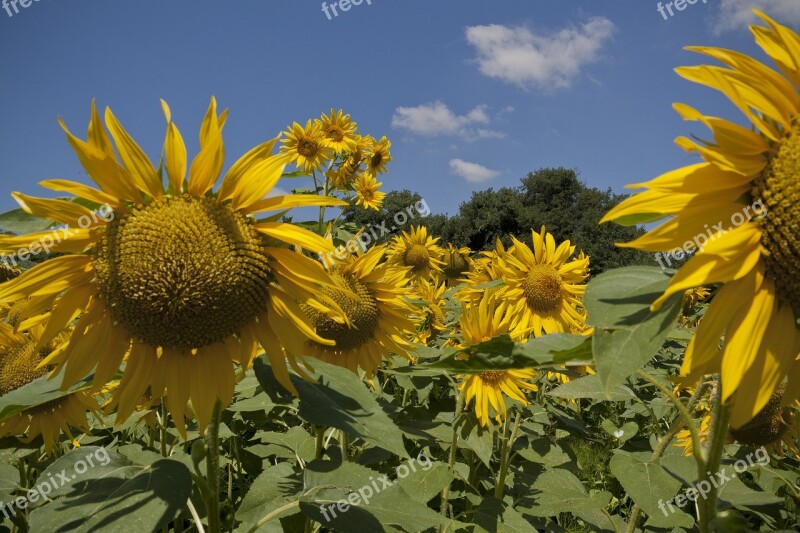 Sunflower Landscape Sunny Spring Free Photos