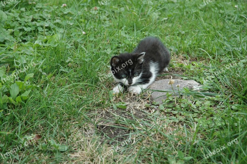 Cat Kitten Playful Pet Domestic Cat