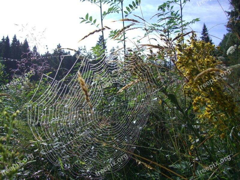 Cobweb Orb Web Spider Web Herbs