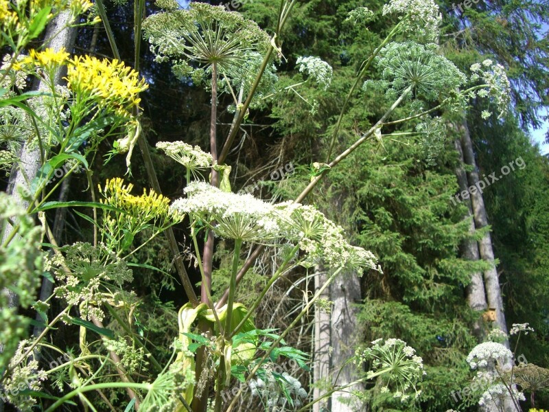 Giant Hogweed Doldengewaechs Hogweed Blossom Bloom