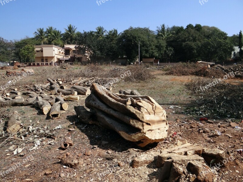 Felled Tree Trunk Log Woodpile Dharwad