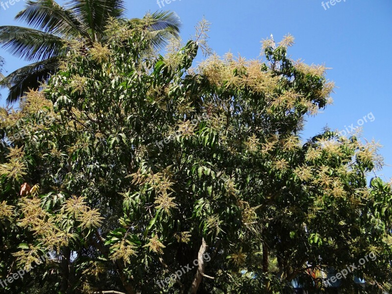 Mango Tree Plant Tree Palm Tree Dharwad