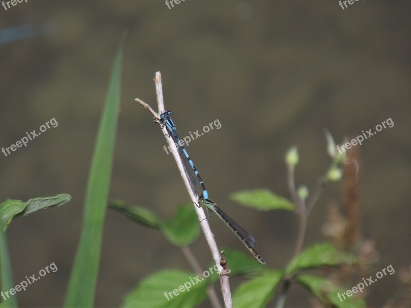 Blue Bar Bubble Dragonfly Insect Nature Macro