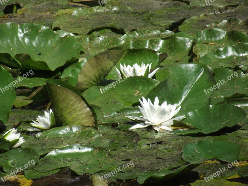 Water Lilies Flower Green Flowers Free Photos