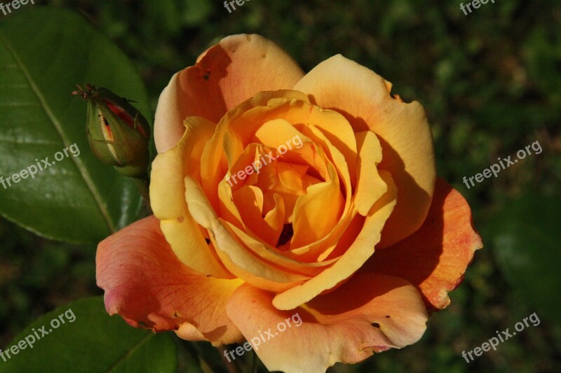 Rose Flowers Rose Bloom Orange Fragrance